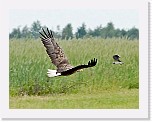 merikotka5 White-tailed Eagle * 772 x 598 * (346KB)